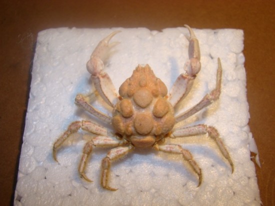 Oxypleurodon nodosus