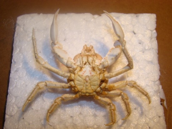 Oxypleurodon nodosus