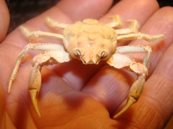 Oxypleurodon nodosus