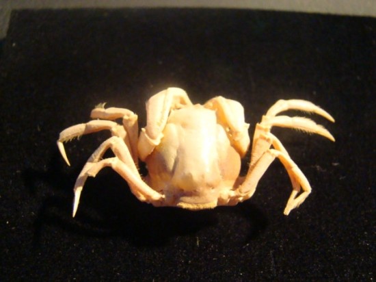 Mictyris brevidactylus