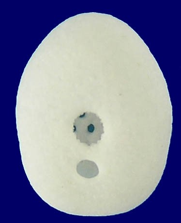 Fibularia japonica (5mm)