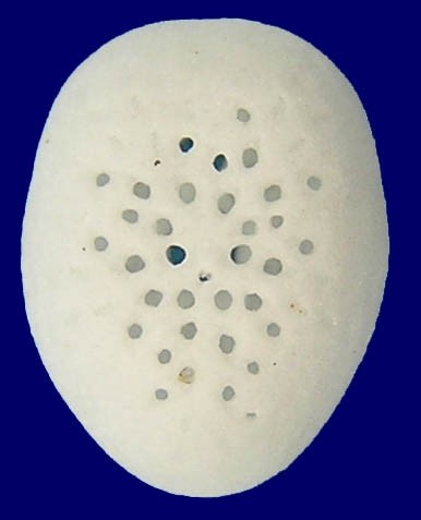Fibularia japonica (5mm)
