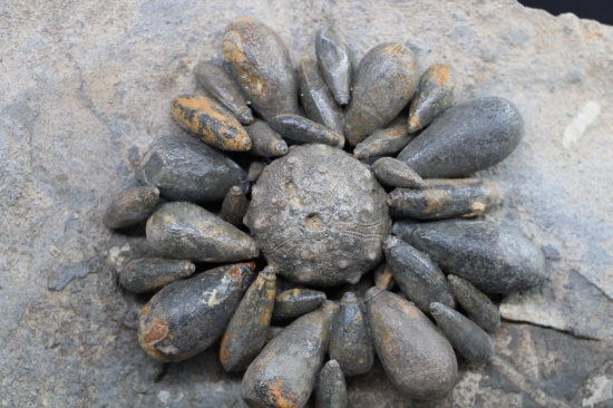 Firmacidaris precincta 2 0