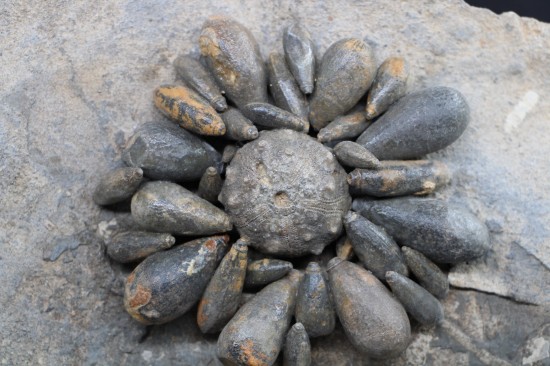 Firmacidaris precincta 2