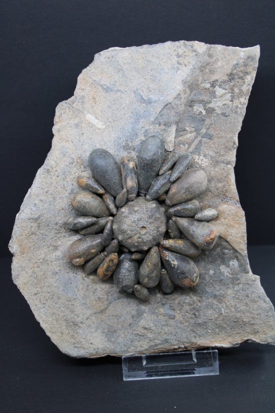 Firmacidaris precincta 3 0