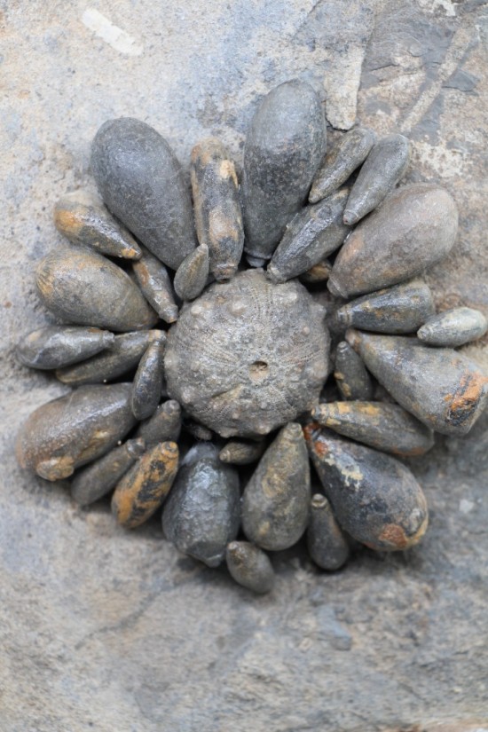 Firmacidaris precincta 4