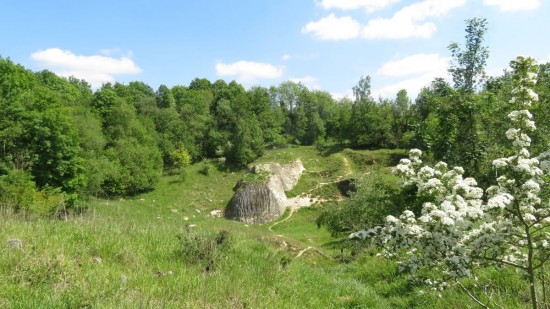 Groeve blomimg5247wilfred alblas 1 1