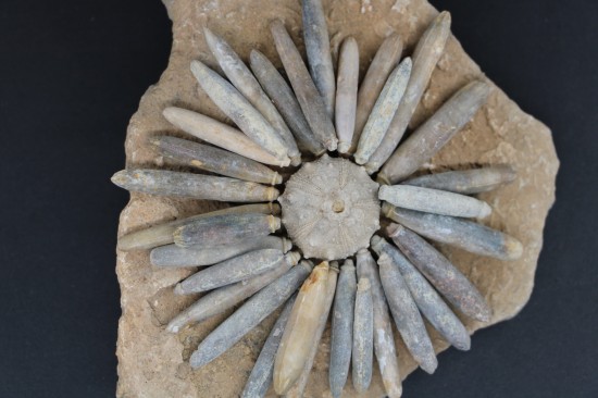 Gymnocidaris koechlini 3