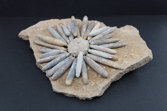 Gymnocidaris koechlini