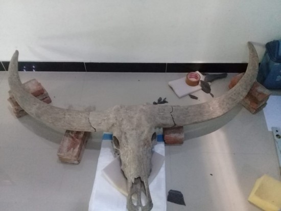 Img 20210206 wa0008 0