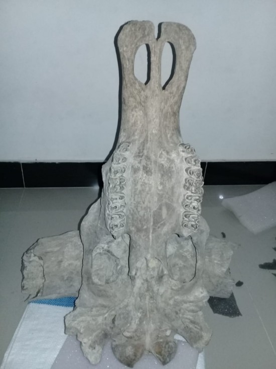 Img 20210207 wa0000 0