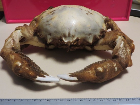 Dromia dormia (giant)