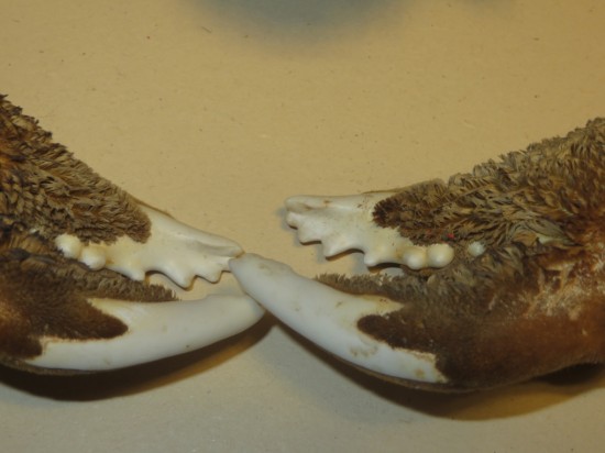 Dromia dormia (giant)