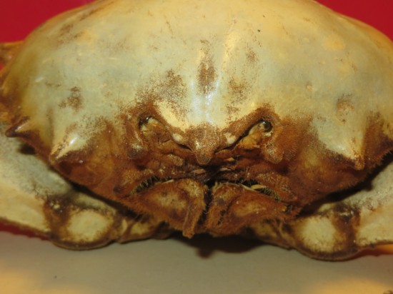 Dromia dormia (giant)