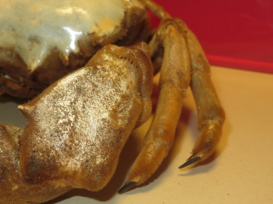 Dromia dormia (giant)