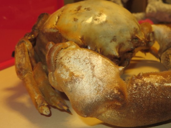 Dromia dormia (giant)