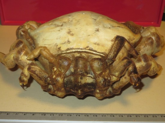 Dromia dormia (giant)