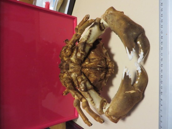 Dromia dormia (giant)