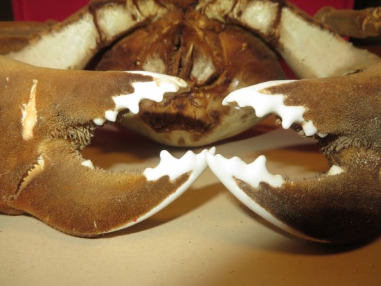 Dromia dormia (giant)