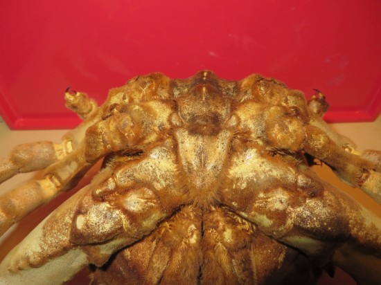 Dromia dormia (giant)