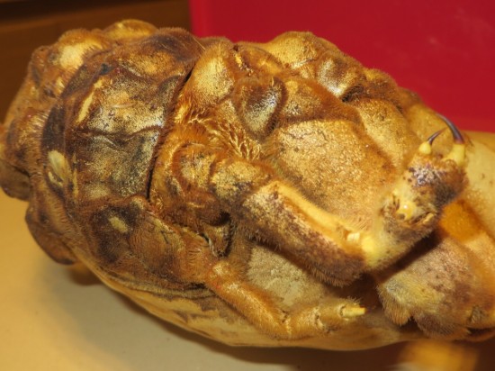 Dromia dormia (giant)