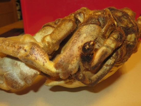 Dromia dormia (giant)