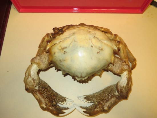 Dromia dormia (giant)