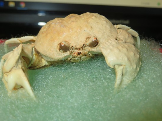 Paracyclois milneedwardsitle