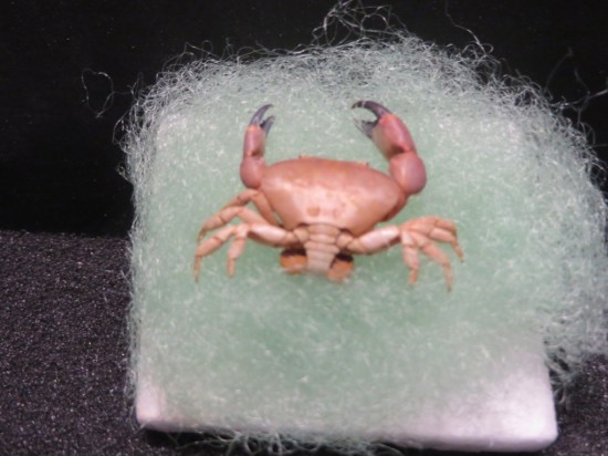 Lachnopodus bidentatus