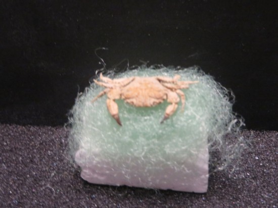 Ladomedaeus fungillus