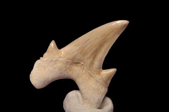 Img2160 picsart backgroundremover