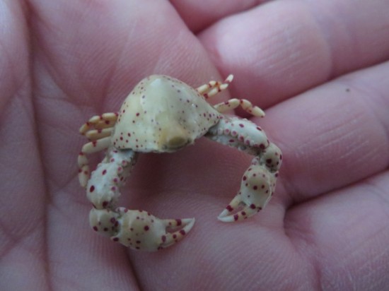 Leucosia haematostica