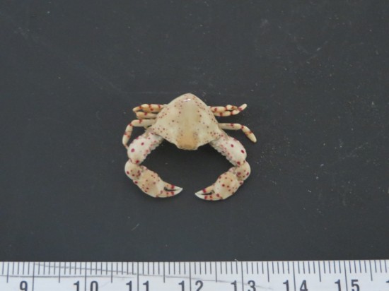 Leucosia haematostica