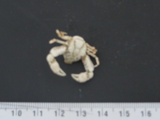 Leucosia haematostica