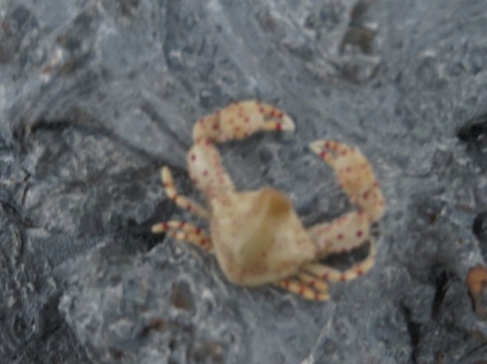 Leucosia haematostica