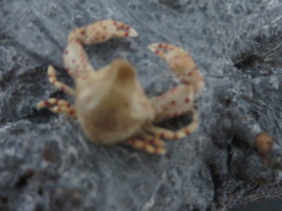 Leucosia haematostica