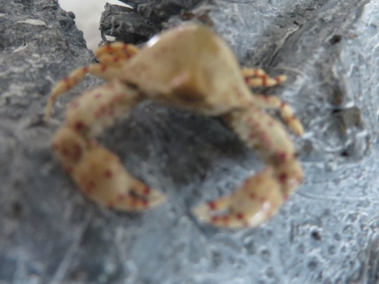 Leucosia haematostica