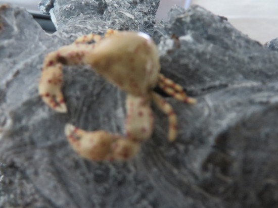 Leucosia haematostica