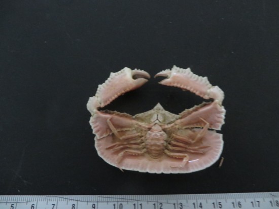 Cryptopodia fornicata