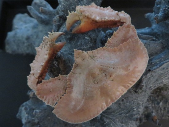 Cryptopodia fornicata