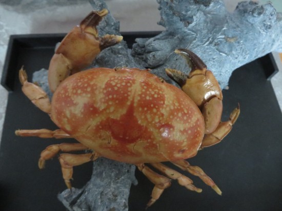 Atergatis integerrimus