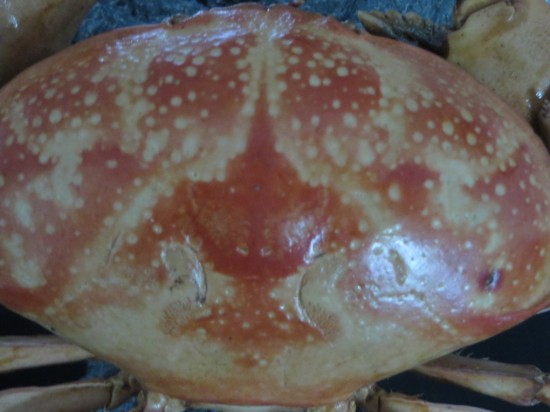 Atergatis integerrimus