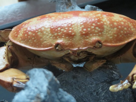 Atergatis integerrimus