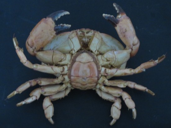 Atergatis integerrimus