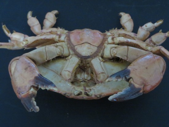 Atergatis integerrimus