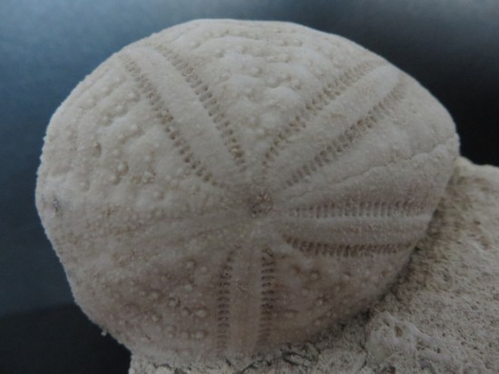 Eupatagus Antillarum