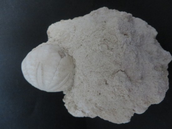 Eupatagus Antillarum