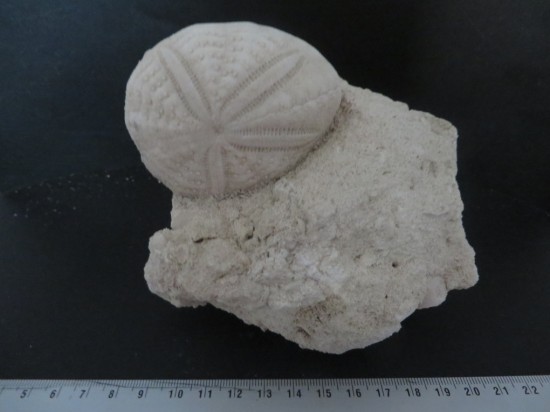 Eupatagus Antillarum