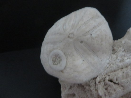 Eupatagus Antillarum