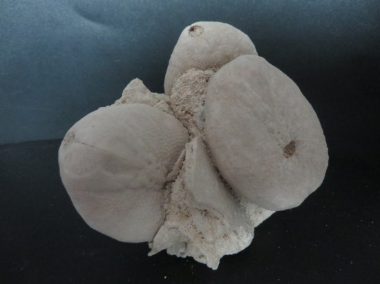 Eupatagus Antillarum